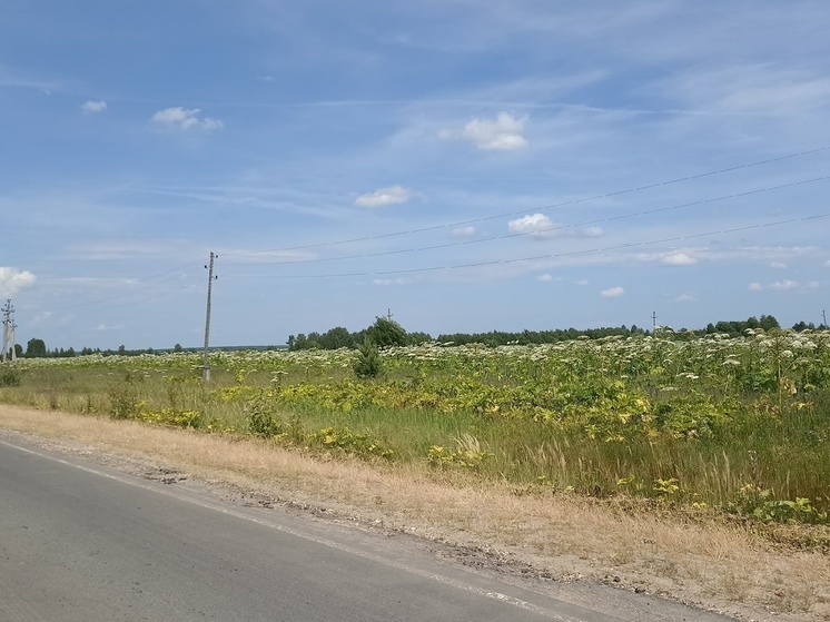 Под Суздалем нашли борщевик Сосновского