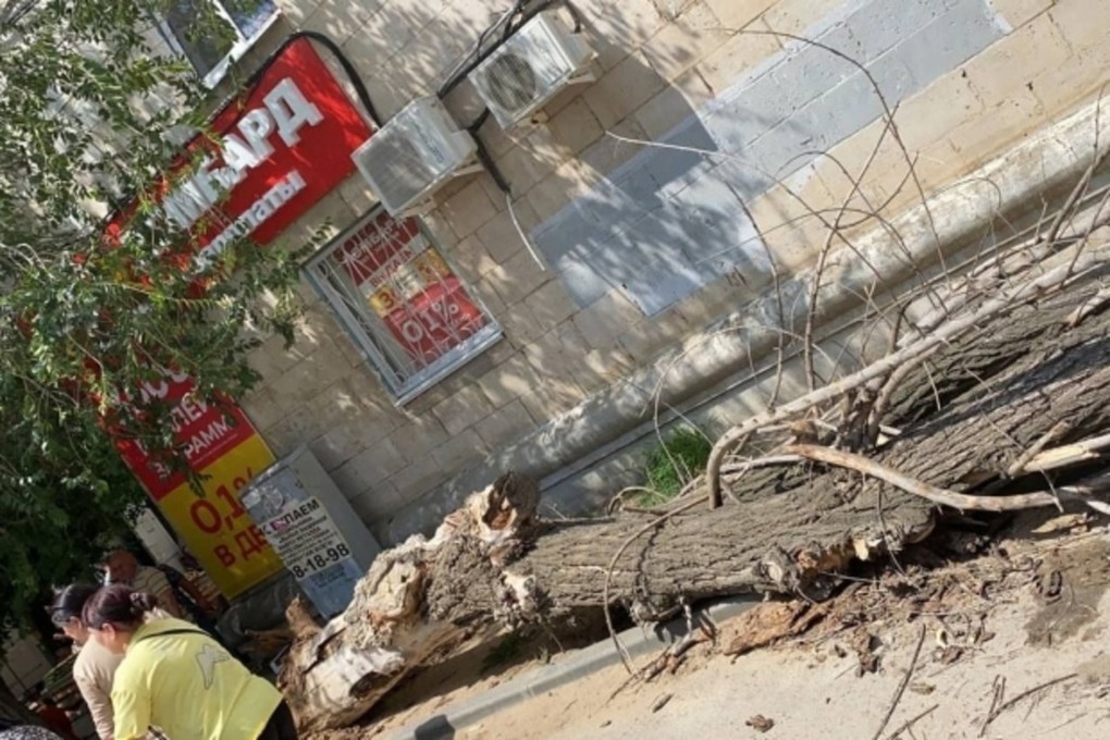 В Волгограде на 14-летнего подростка упало дерево и сломало ногу
