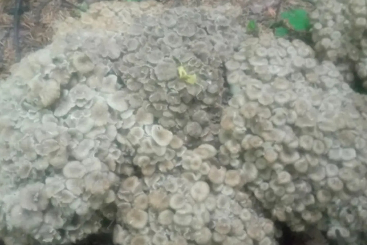 Костромская экология: в наших лесах вновь обнаружился краснокнижный гриб