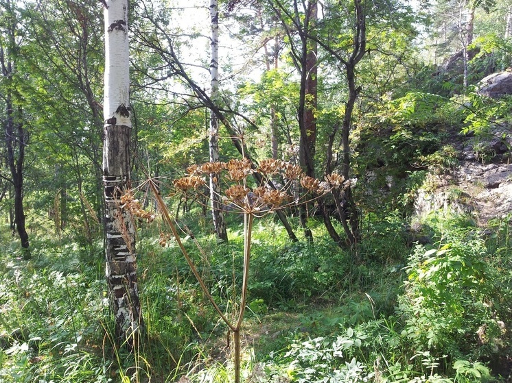 Патрулирование лесов усилили в Свердловской области из-за пожаров