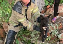 Жители города Осинники услышали, как на территории одного из заброшенных гаражей скулит собака, и сообщили об этом спасателям