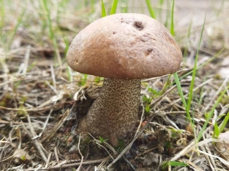 «Не знаешь, что за гриб – не бери»: эксперт рассказал, как безопасно собирать грибы в лесах Ленобласти