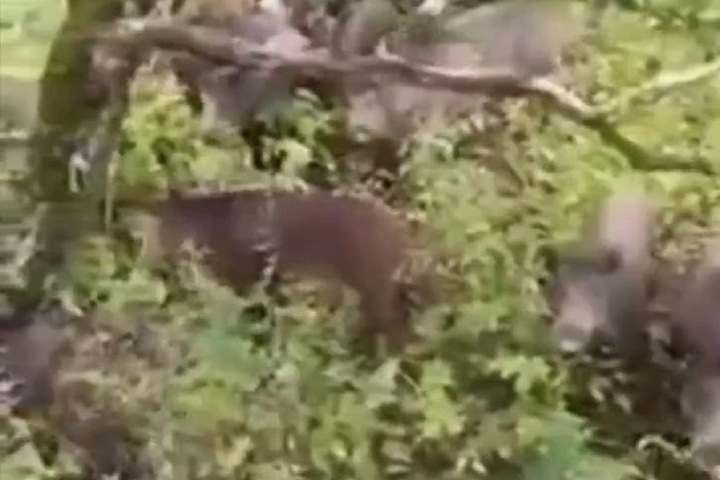 В Ясногорском районе дикие кабаны загнали грибников на дерево