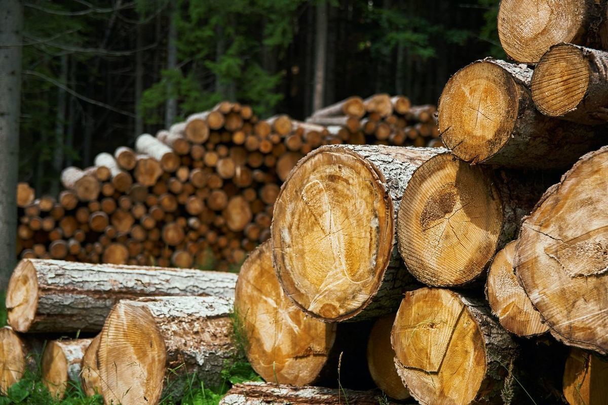 Почти 24 000 кубометров лесоматериалов экспортировали из Удмуртии в Казахстан