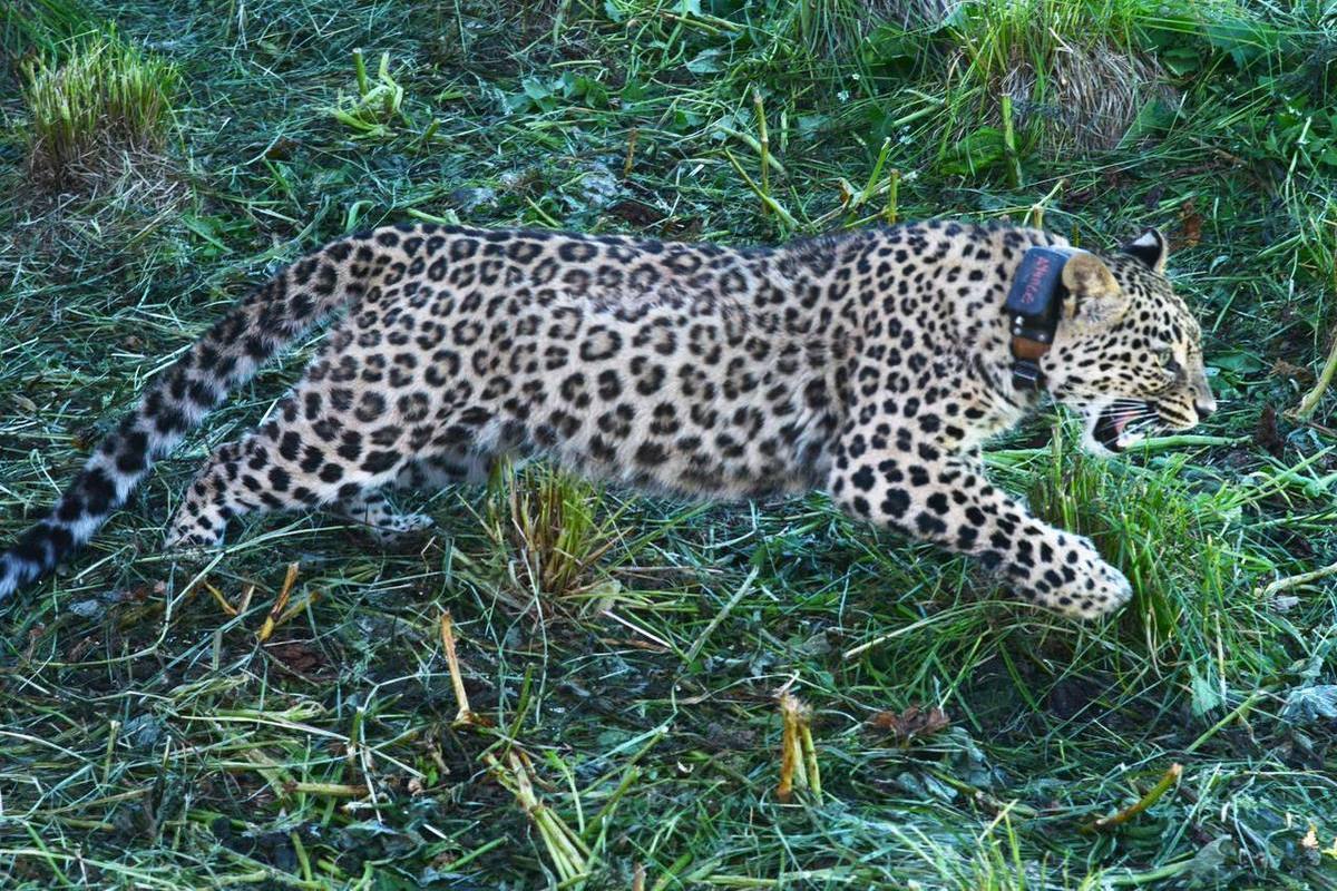 Воспитанницу Центра восстановления леопарда в Сочи выпустили в дикую природу