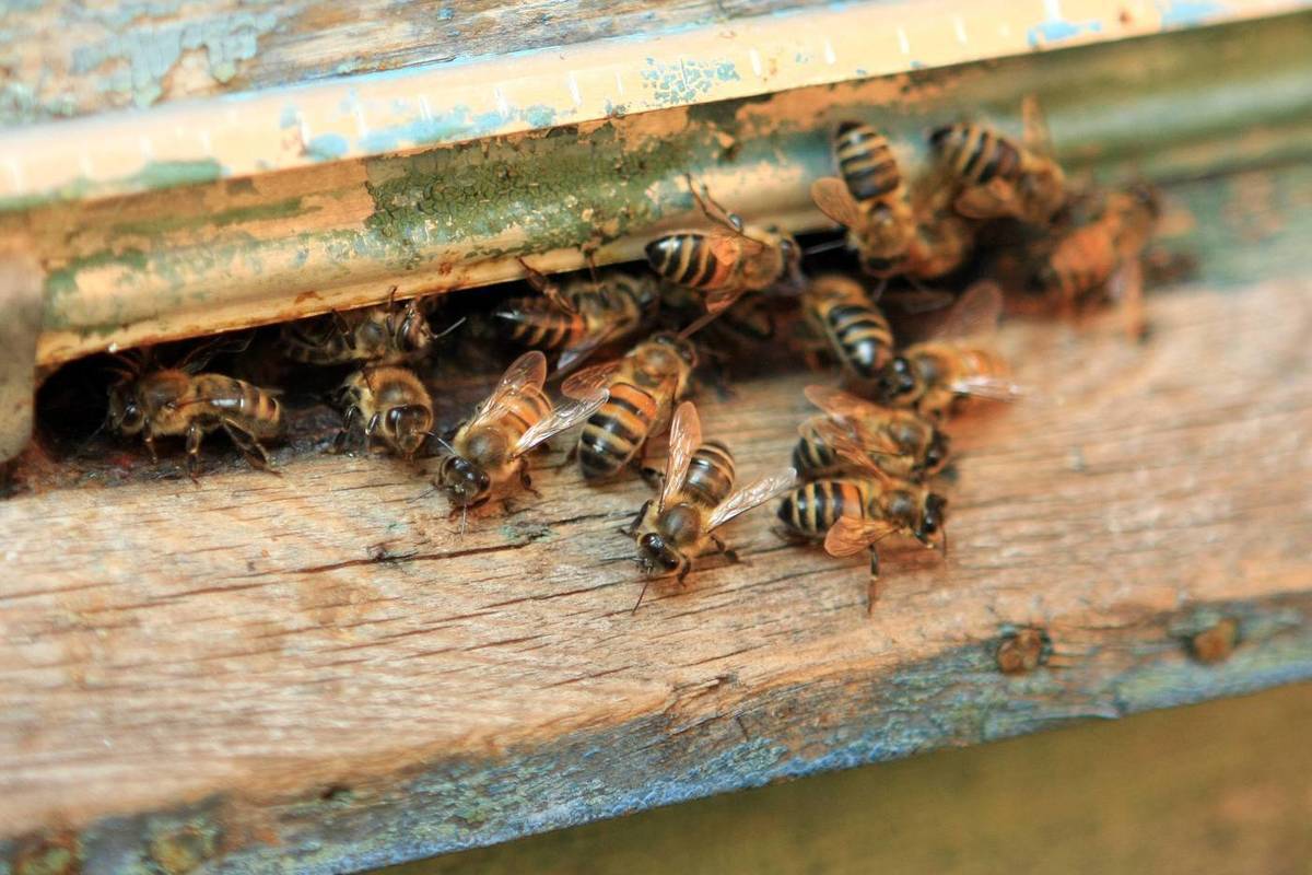 Deputy Chaplin: you can get compensation for bee bites from a neighbor beekeeper