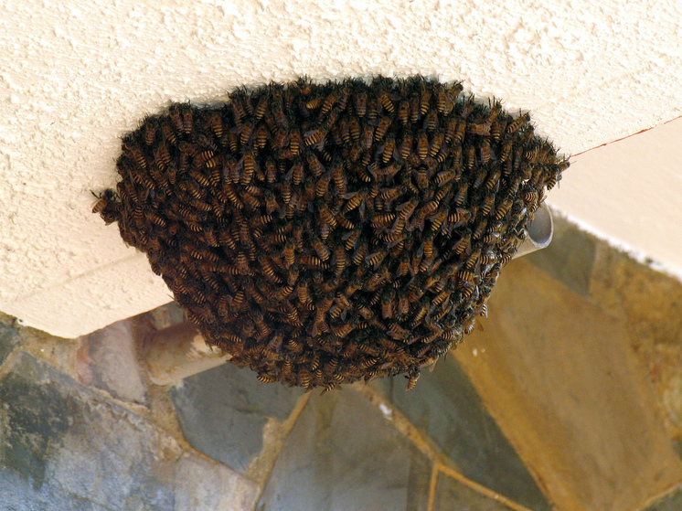 Депутат Чаплин: на владельца пасеки, чьи пчелы покусали соседей-дачников, можно подать в суд