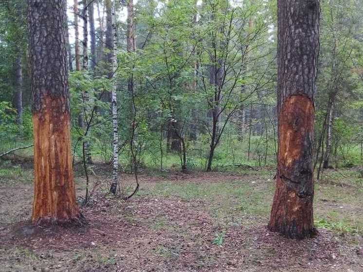 На «Тропе Паустовского» под Рязанью неизвестные повредили 11 сосен