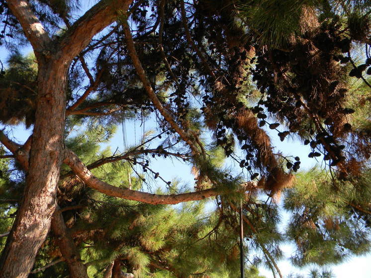 Более 40 гектаров лесов высадили на территории ДНР с начала года