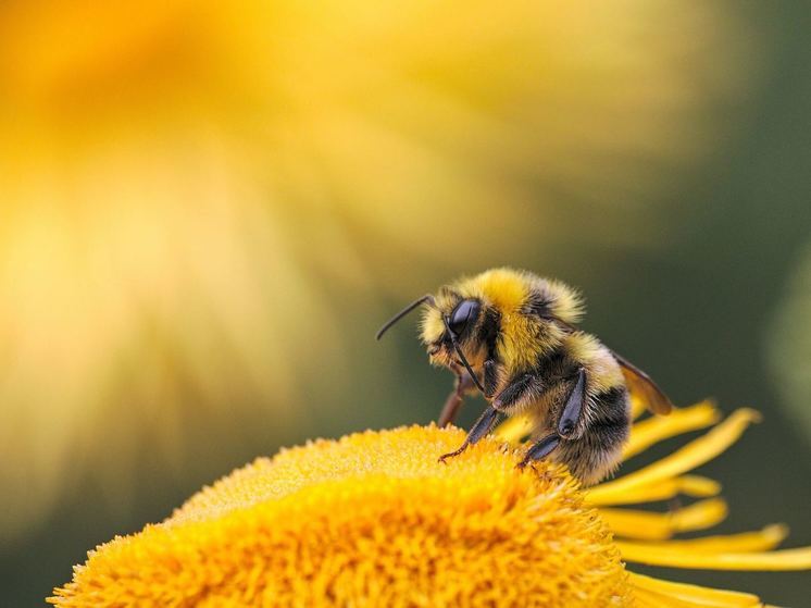 Пчеловодов предупредили об обработке полей пестицидами и химикатами