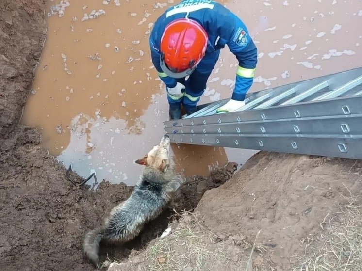 Спасатели в Сарапуле помогли провалившейся в яму с водой собаке