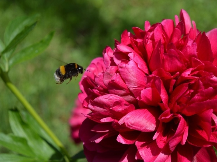 Насекомые помогают фермерам ЛНР получить экологически чистый урожай