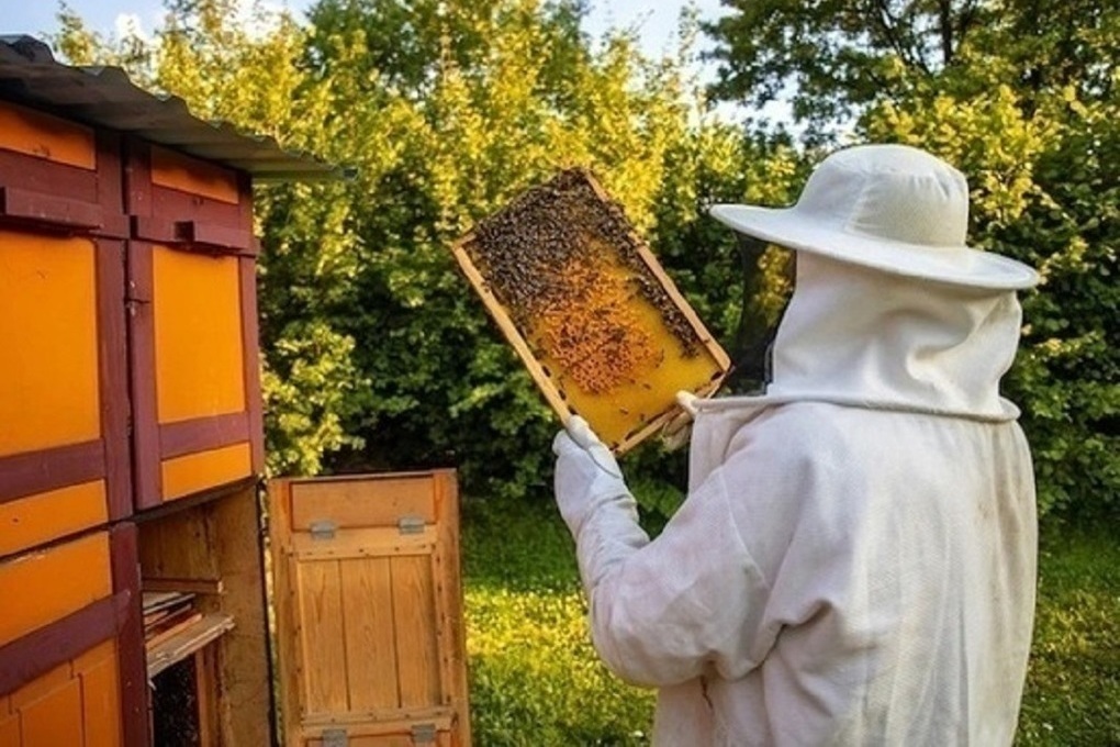 Пасечники Новосибирской области вновь жалуются на массовый мор  пчел