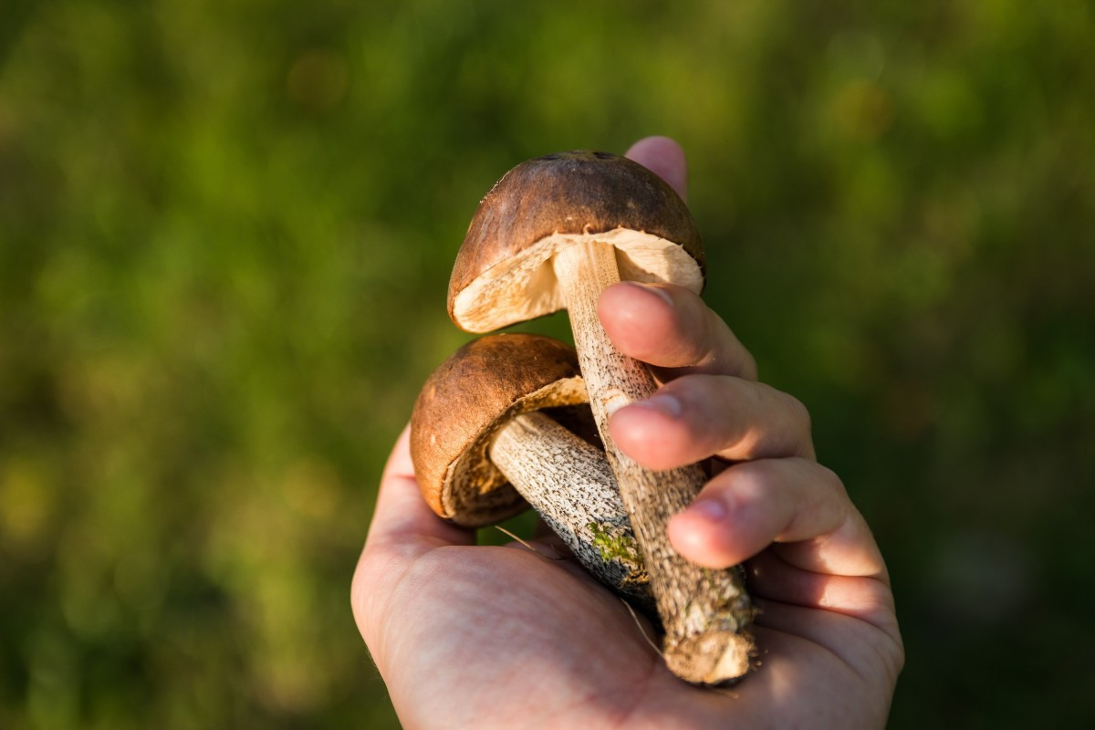 В Ивановской области в 2023 году зафиксировано два случая отравления грибами