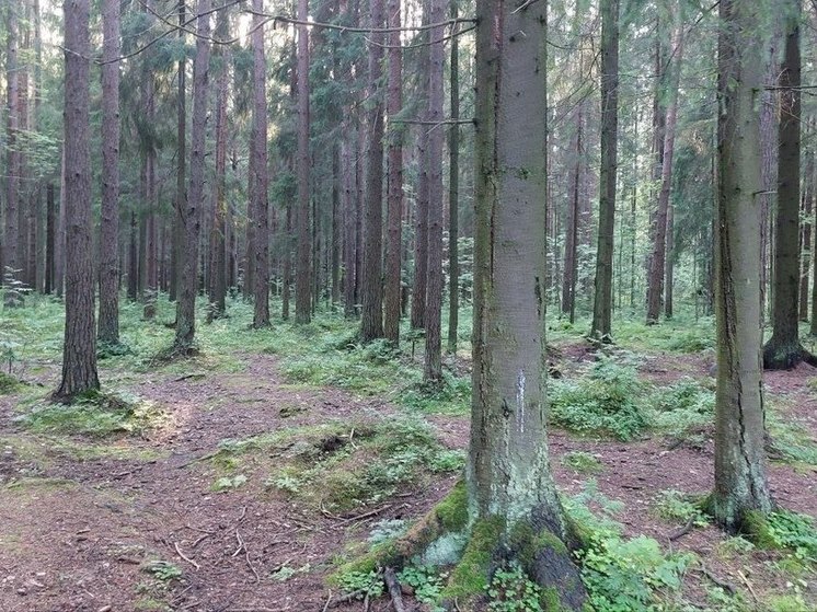 Финская лесопильная компания Metsa Group планирует свернуть свою работу в Подпорожье