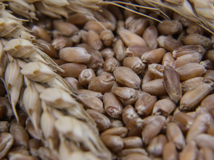 Турция "с сожалением" восприняла отказ Москвы продлить зерновую сделку