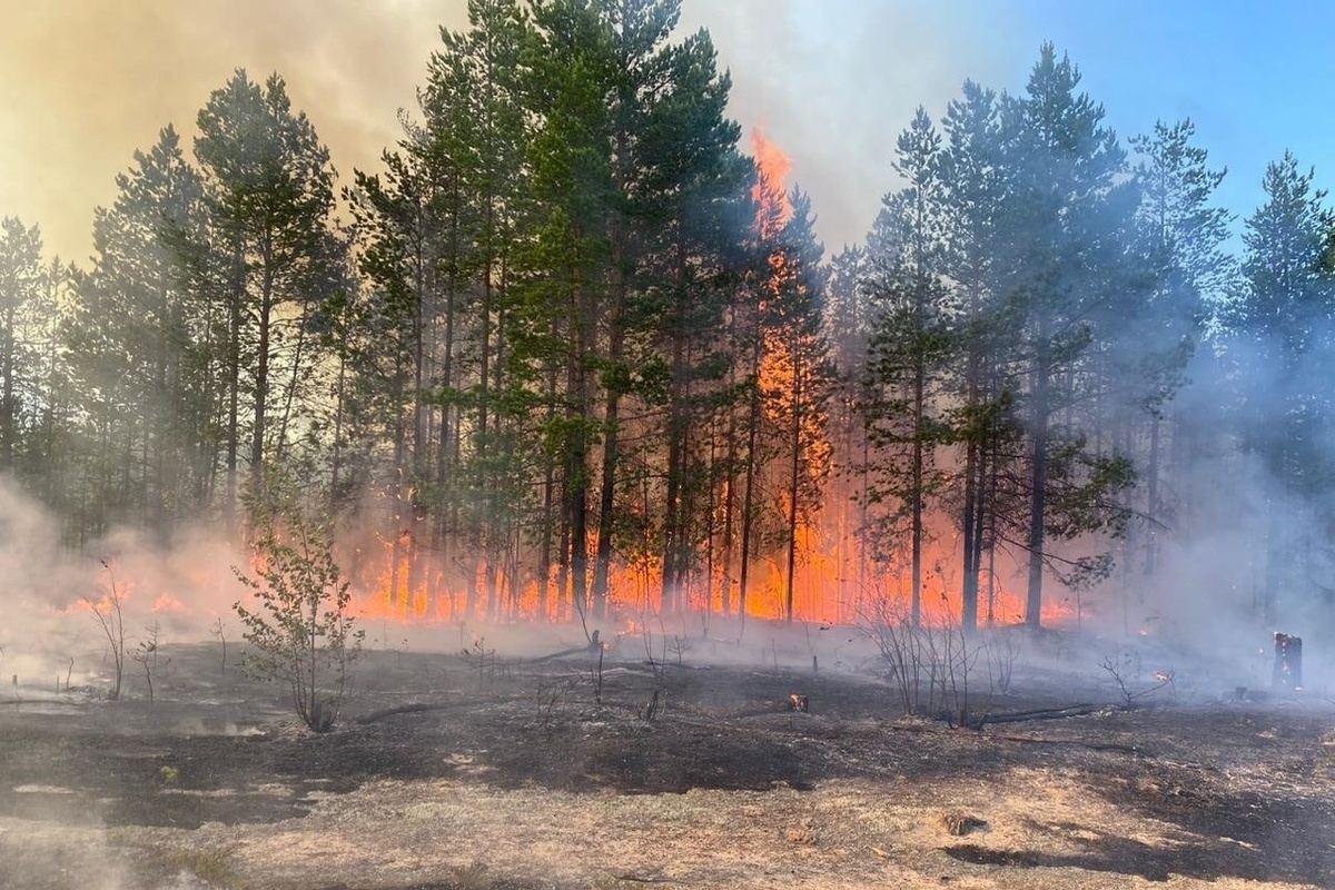 Фото сгоревшего леса