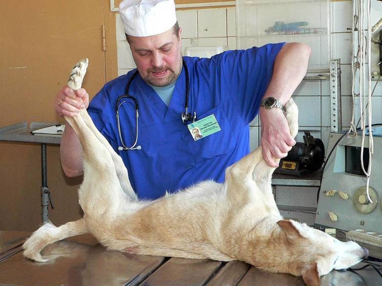За шесть месяцев в Подмосковье стерилизовали и чипировали более 6 тысяч бродячих собак