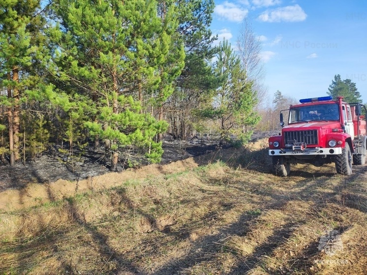 В Ершичском районе горит лес