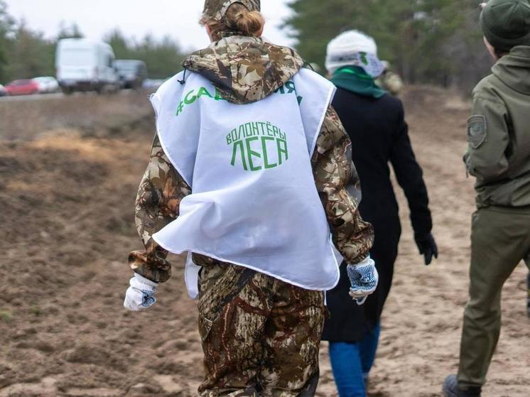 Всероссийское движение “Волонтеры леса” открылось в Донбассе