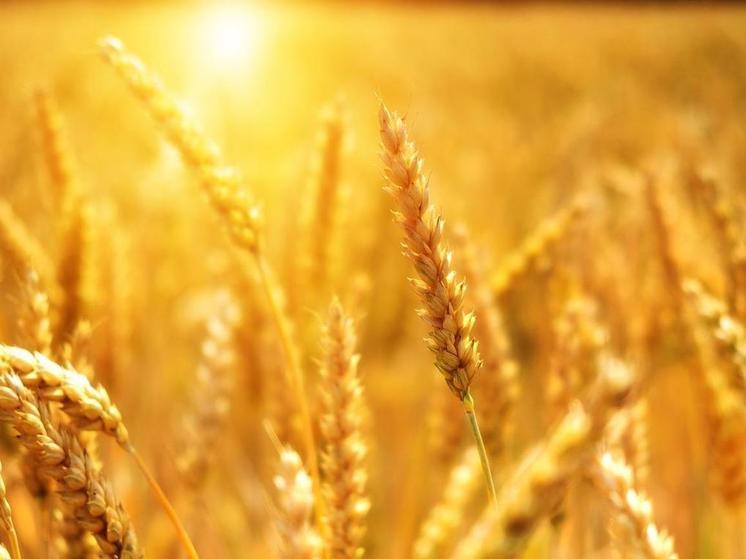  В Госдепартаменте США заявили о росте цен на зерно из-за остановки черноморской сделки