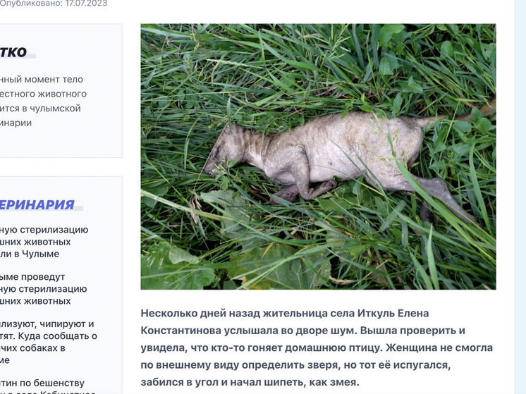 Ветеринар Жабаров прокомментировал фото с чупакаброй из Новосибирска
