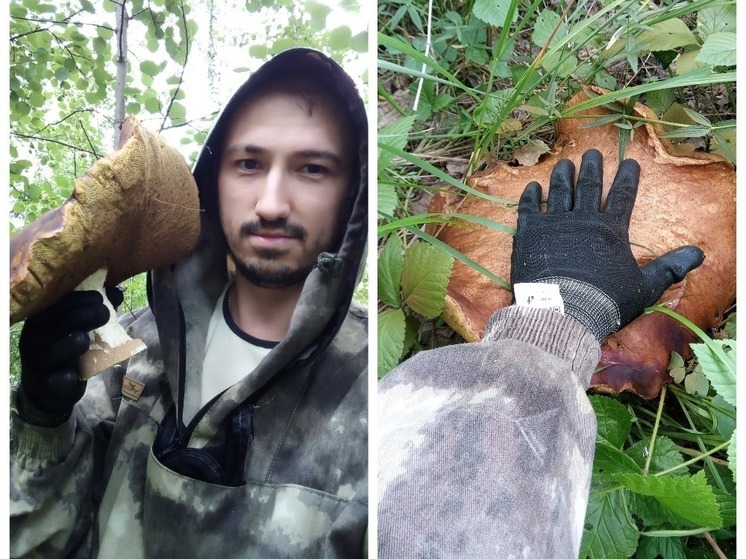 Под Новосибирском Евгений Тимофеев нашёл белый гриб-мутант размером с полголовы