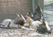 Лисят и волчат, которые родились в белгородском зоопарке весной, выпустили в общий вольер