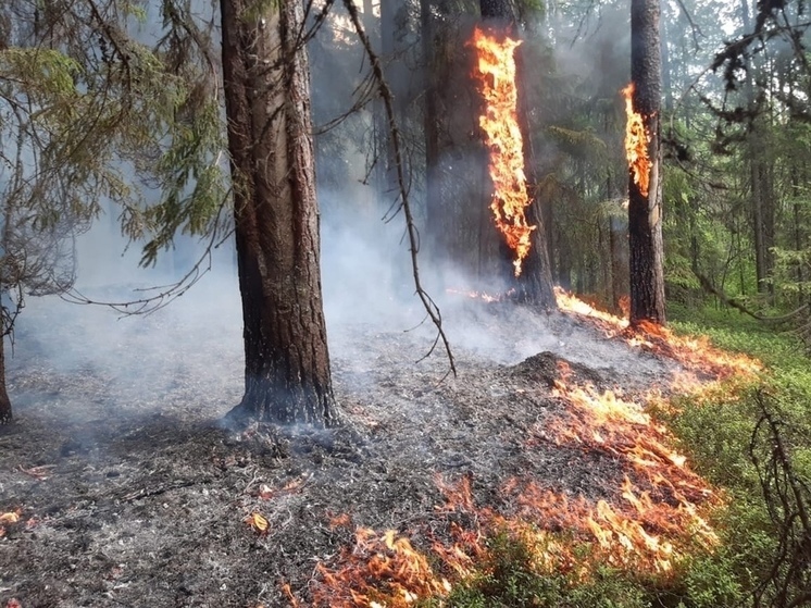 Два лесных пожара на минувшей неделе ликвидировали в Вологодской области