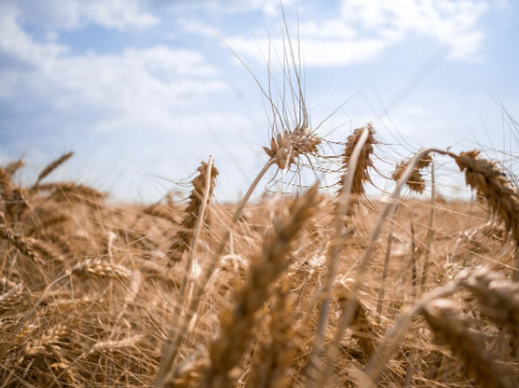 Bloomberg: Турция не станет поддерживать идеи Украины о зерновой сделке без участия России