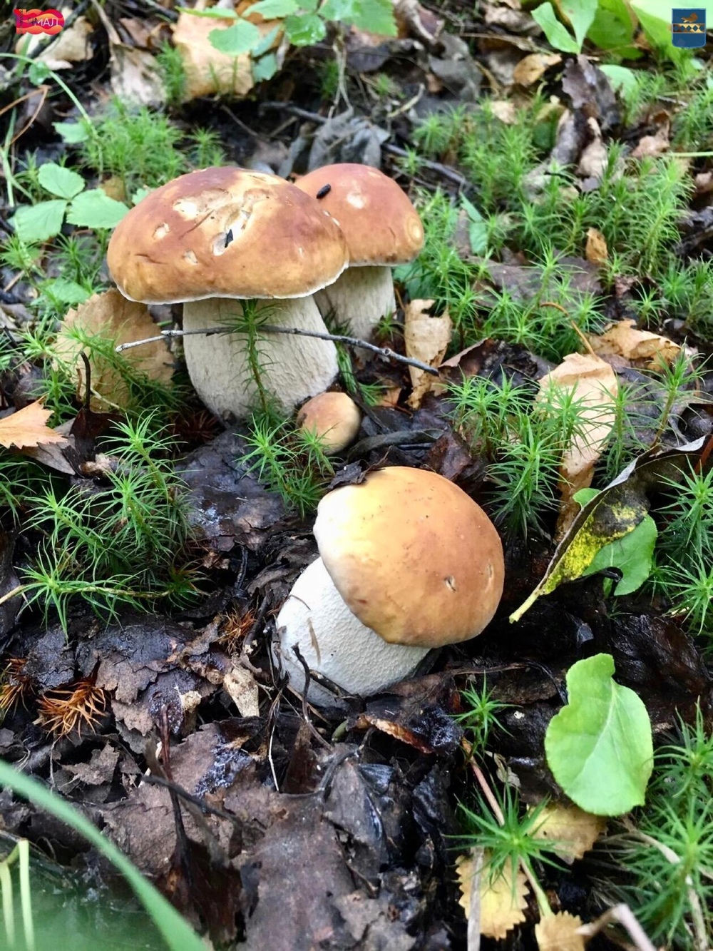 Полные ведра ягод и красавцы-грибы: жители ЯНАО хвастаются урожаем