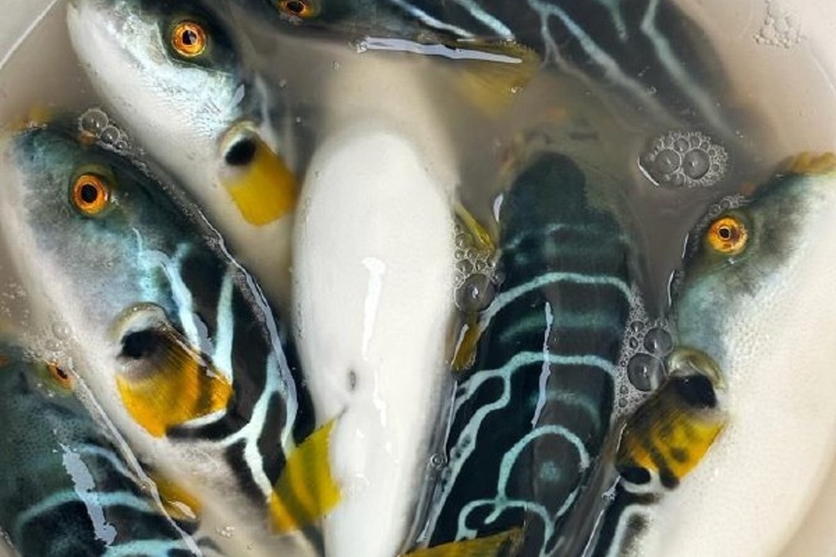 Рыба макарукус фото