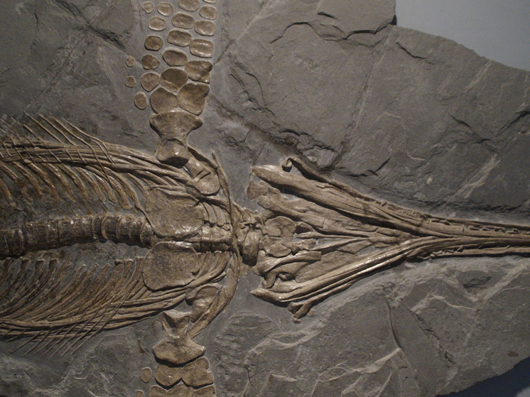 Необычная доисторическая находка в «Китайских Помпеях» перевернула представления ученых о динозаврах0
