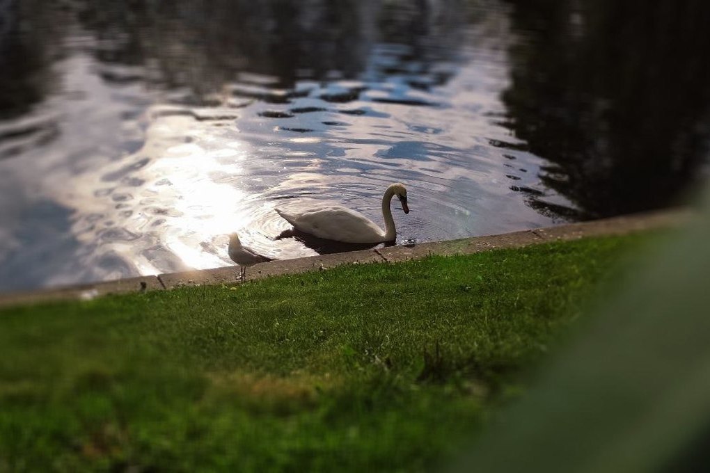 Дореволюционную популяцию лебедей восстановят в парке Гатчинского дворца