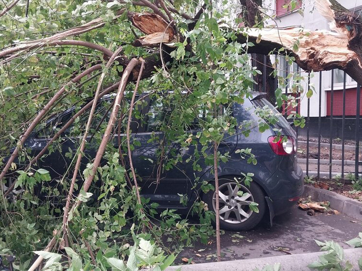 «Дело имеет хорошие перспективы, если упавшее дерево действительно было аварийным»