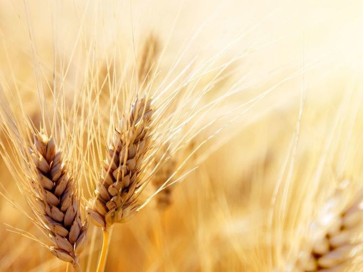 Пшеница подорожала на 9% из-за обострения ситуации в Черном море