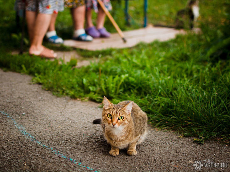  "Котенка не спасли": догхантеры продолжают орудовать в Новокузнецке