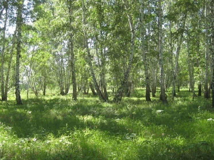 Омичи задержали пытавшегося проделать на тракторе путь через деревья жителя (обновлено)
