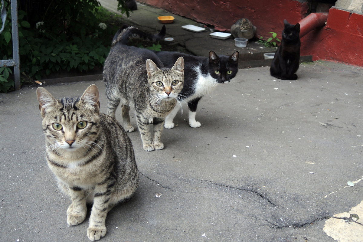 На кошек, мешающих спать, заявила в полицию жительница Подмосковья