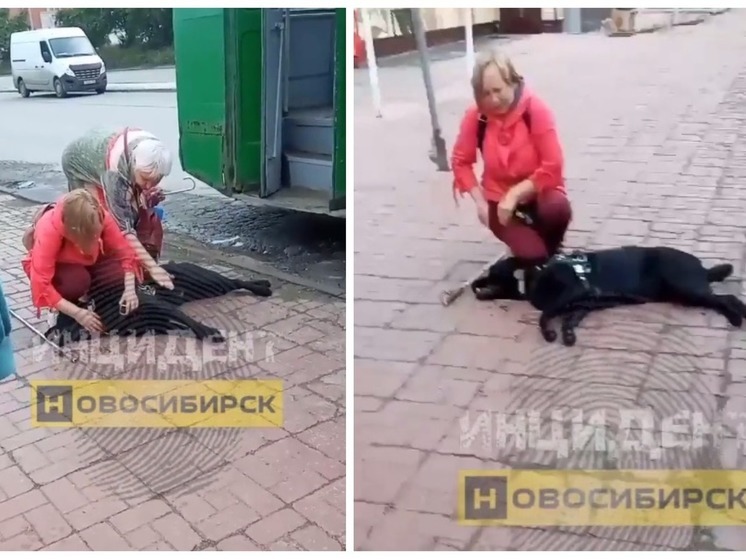 В Новосибирске собаку-поводыря убило током около троллейбуса