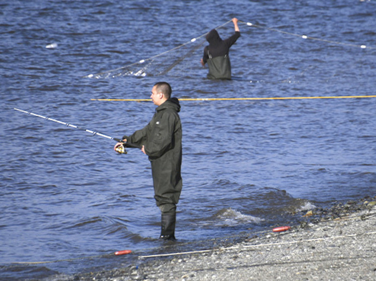Аномально слабый и поздний подход горбуши отмечают на Чукотке