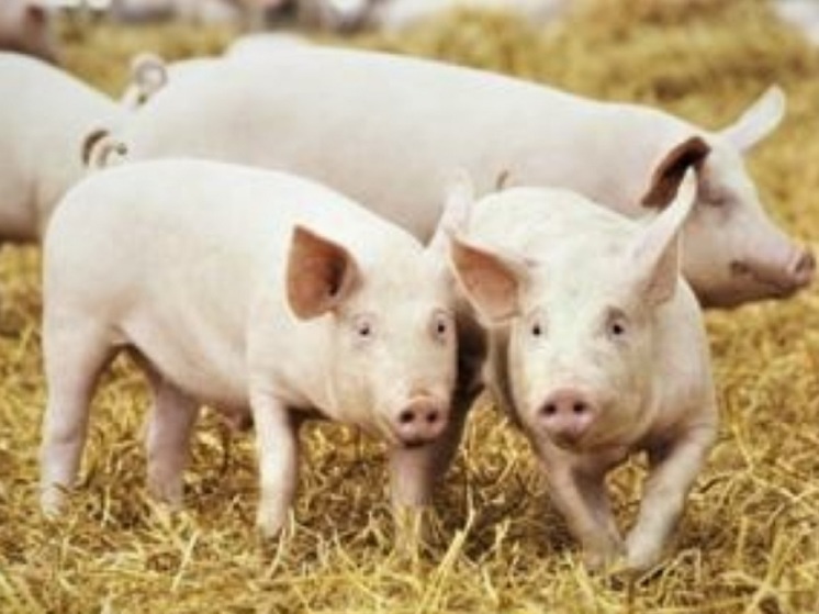 Костромским свиноводам рекомендуют предохраняться от АЧС