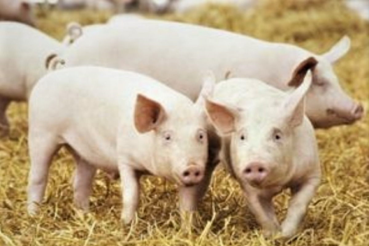 Костромским свиноводам рекомендуют предохраняться от АЧС