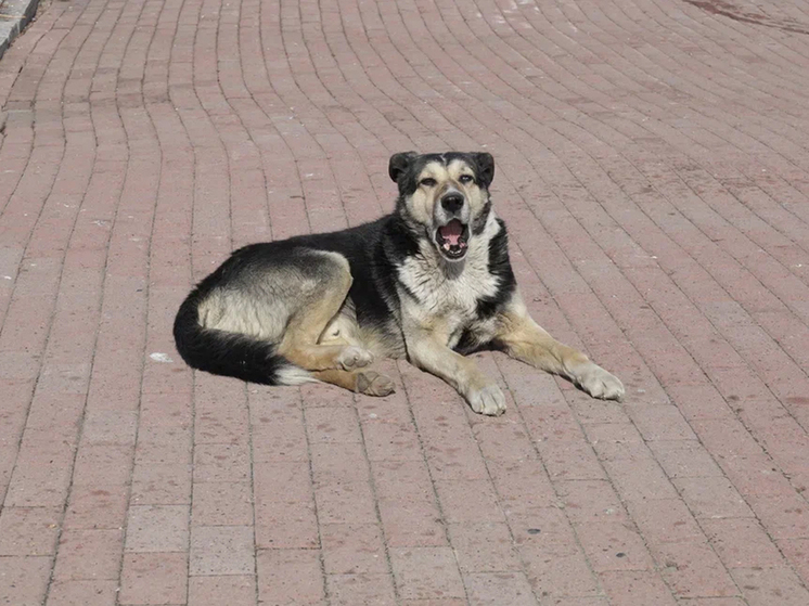 С начала 2023 года в Томске поймали более 250 бродячих собак