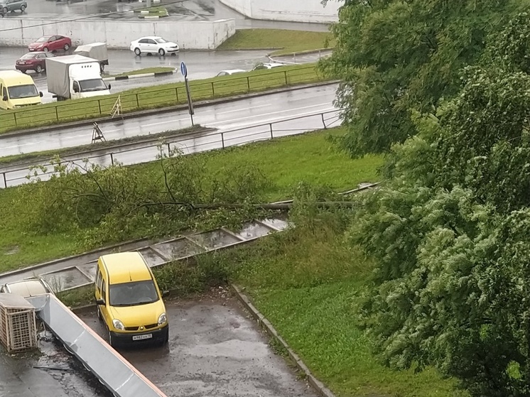 Ветер уронил дерево на тротуар в Петрозаводске