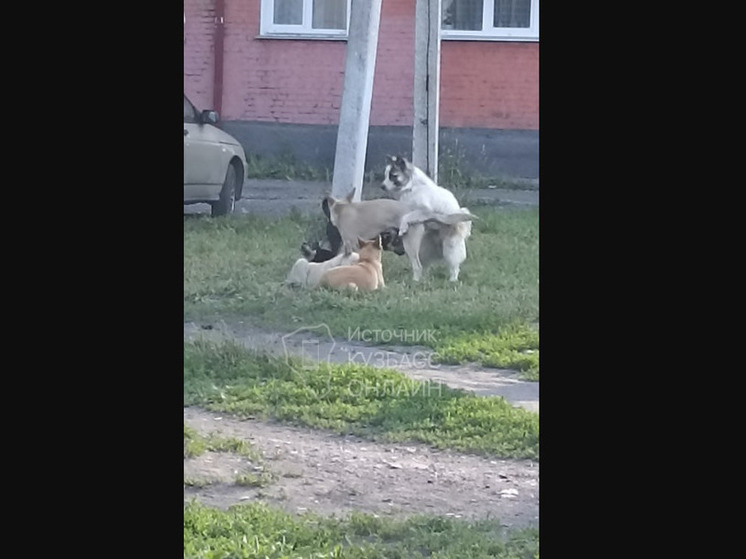 Бродячие собаки орудуют в жилом районе Прокопьевска