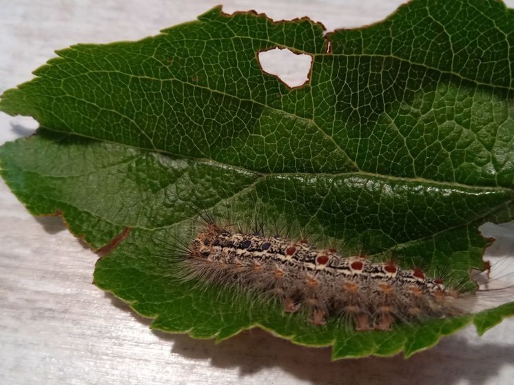 Экологи: непарного шелкопряда в Подмосковье стало меньше