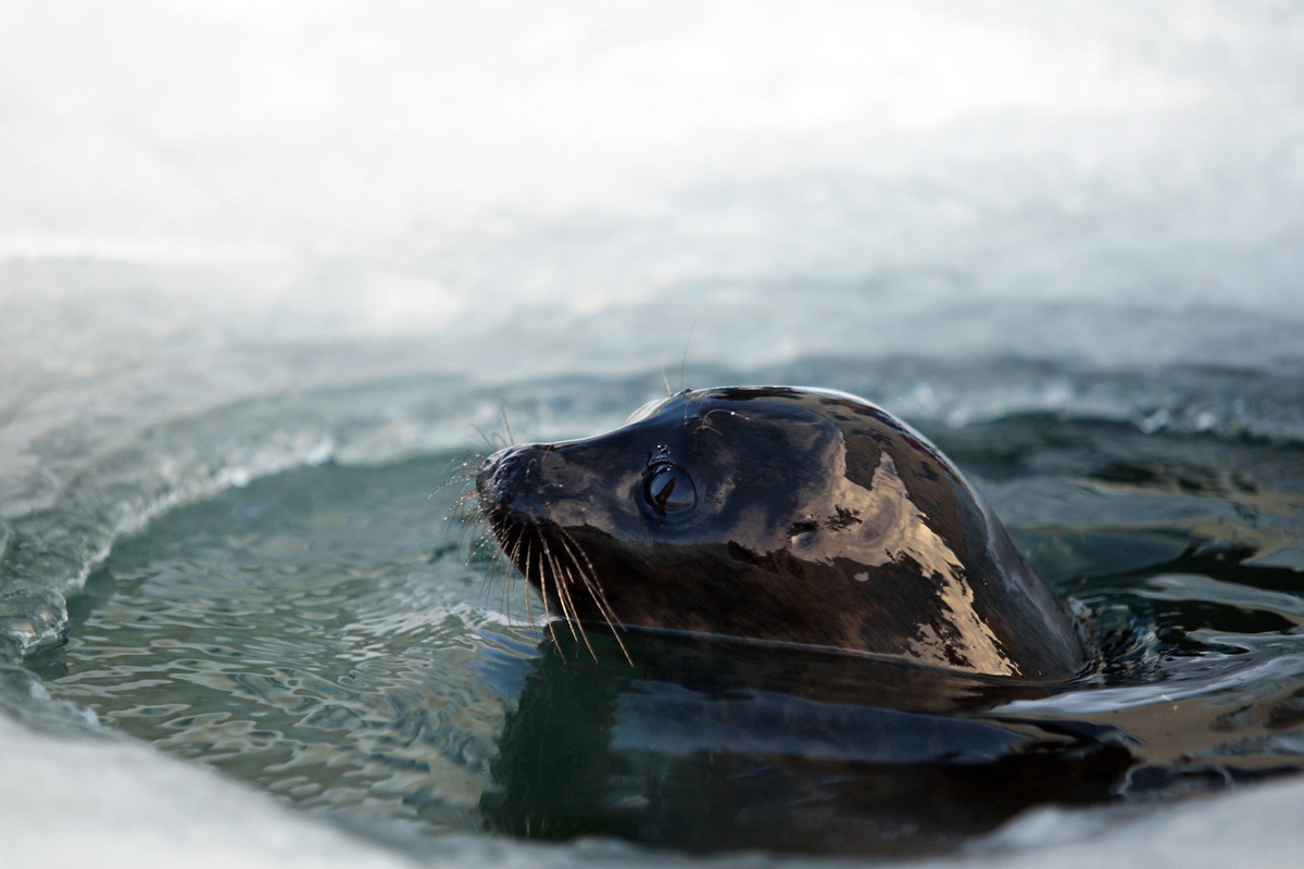 В Петербурге нерп и тюленей выпустили в дикую природу после лечения
