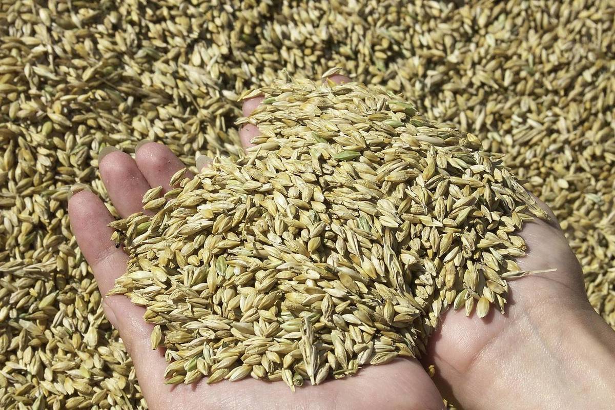 В постпредстве РФ при ООН озвучили семь условий возвращения России в зерновую сделку
