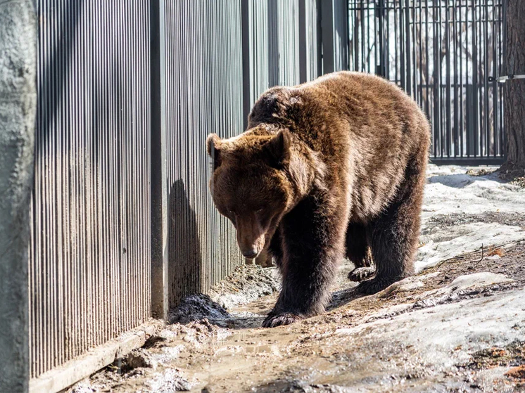 В томском посёлке обнаружили следы медведя